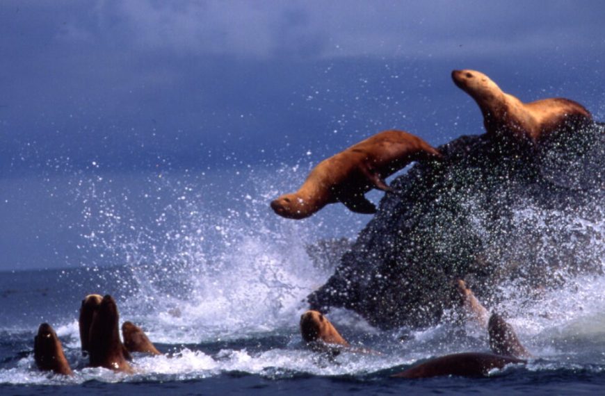 A group of sea lions jumping off a rock in the ocean.