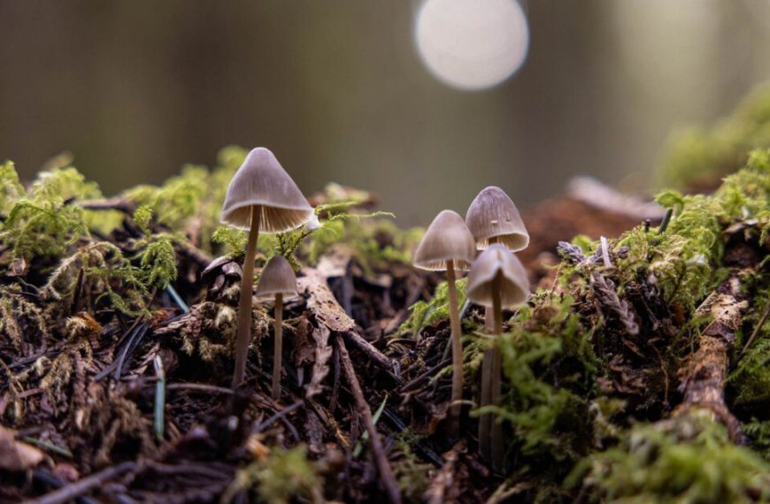 Mushrooms growing on a mossy ground.