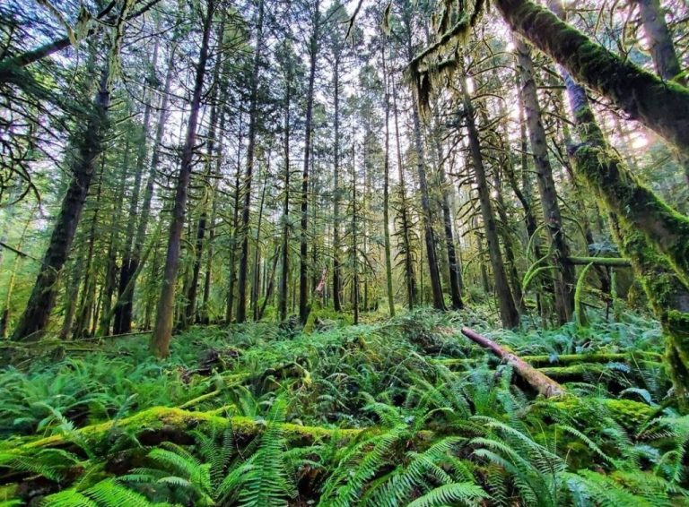 H&H Acupunks Fall Season Tips