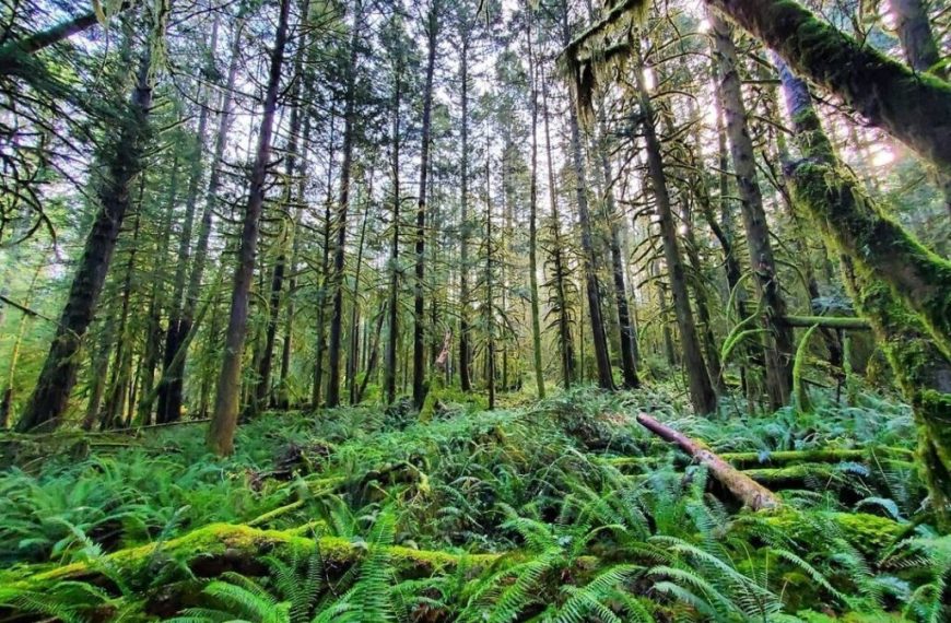 A forest filled with moss and trees.