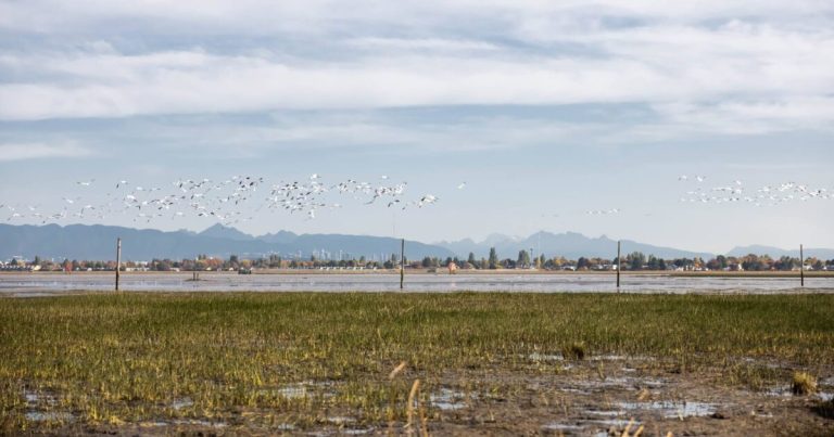 The rights of the river: could granting legal personhood for the Fraser River estuary spur its protection?