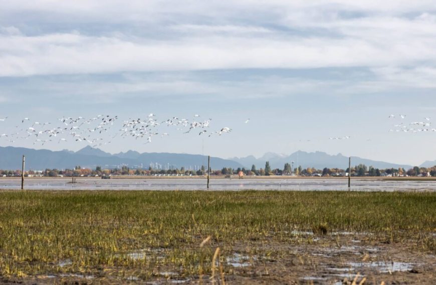A flock of geese flying over a marsh with mountains in the background.