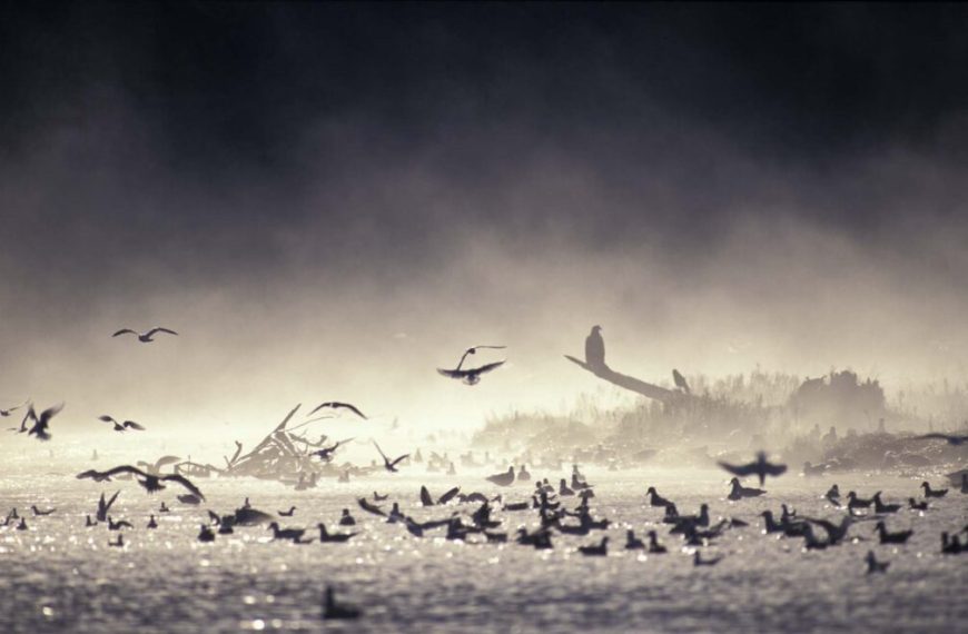 A group of birds flying over a body of water.