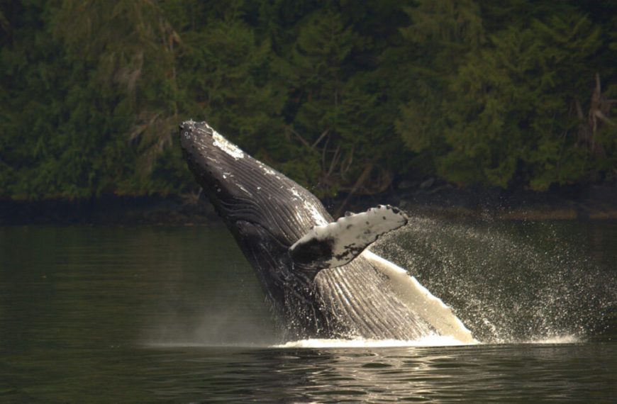 A humpback whale jumping out of the water.