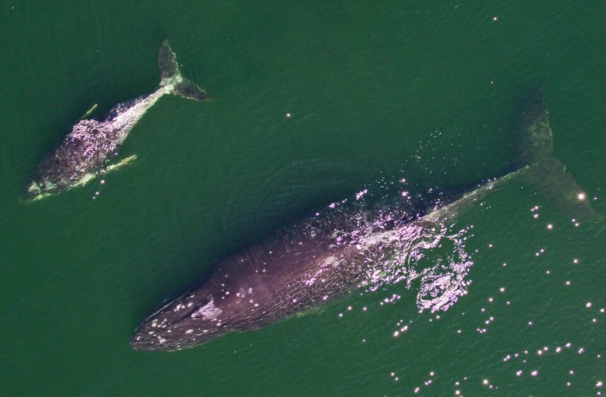 Two whales swimming in the water.