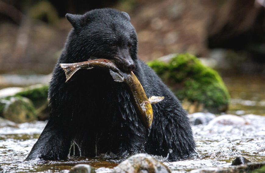 A black bear with a fish in its mouth.