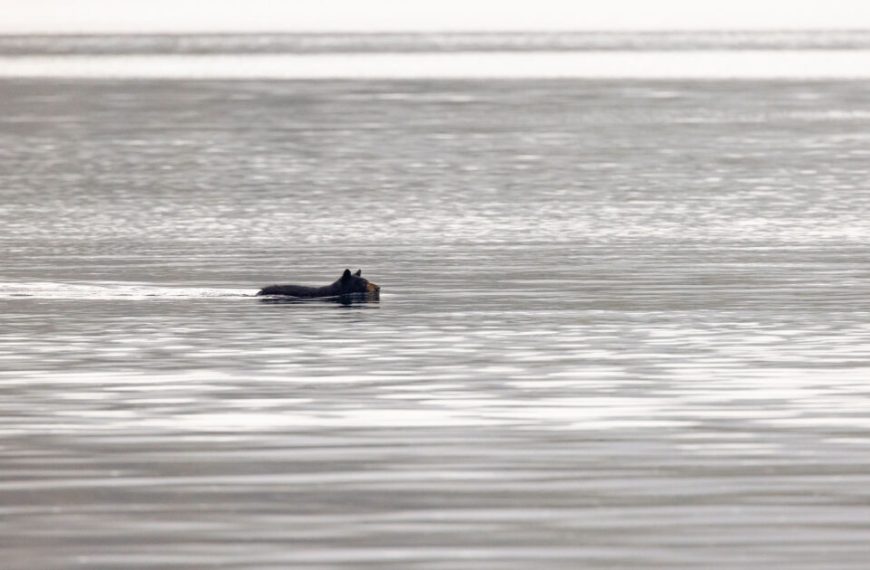 A dog swimming in a body of water.
