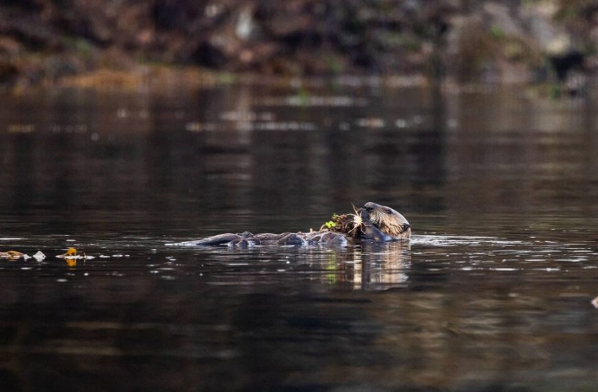 A sea otter swimming in the water with a leaf in its mouth.