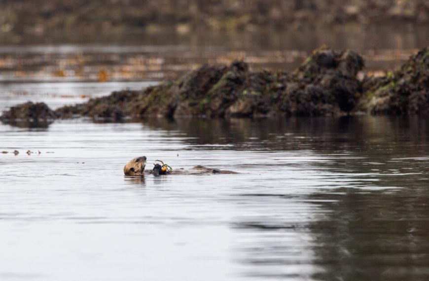 An otter swimming in the water with a fish in its mouth.