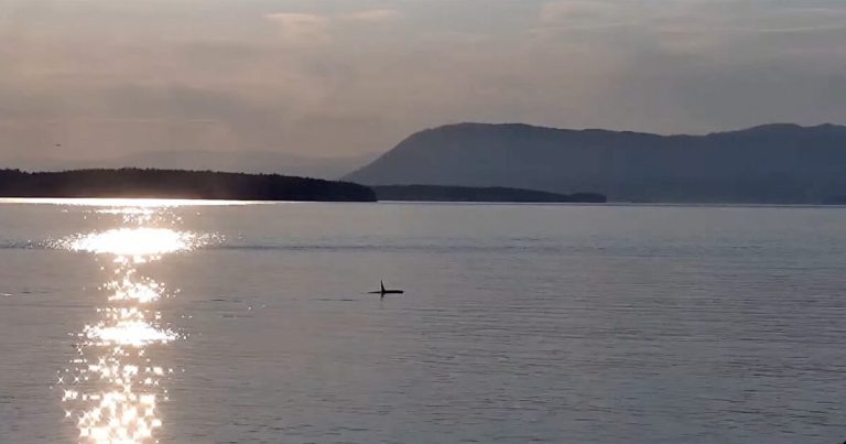 New camera with hydrophone to monitor whales is now livestreaming from Pender Island