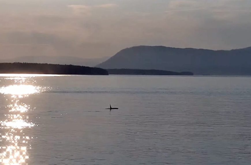 A swan is swimming in a body of water with mountains in the background, captured on camera.