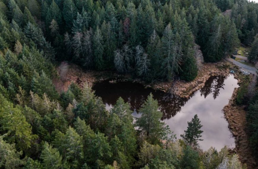 An aerial view of a pond in a forest.