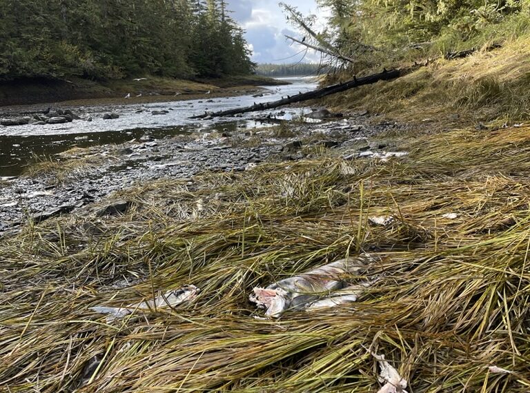 Dead fish on the shore of a river observed during the 2023/2024 Salmon IFMP.