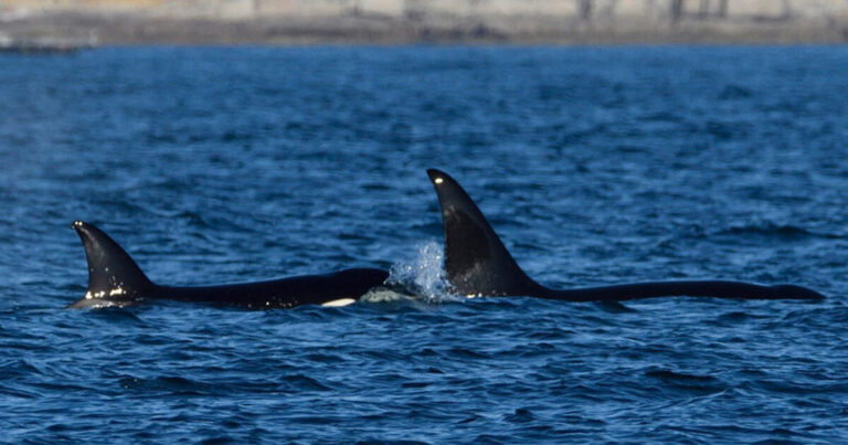 Open letter regarding killer whale behaviour around boats