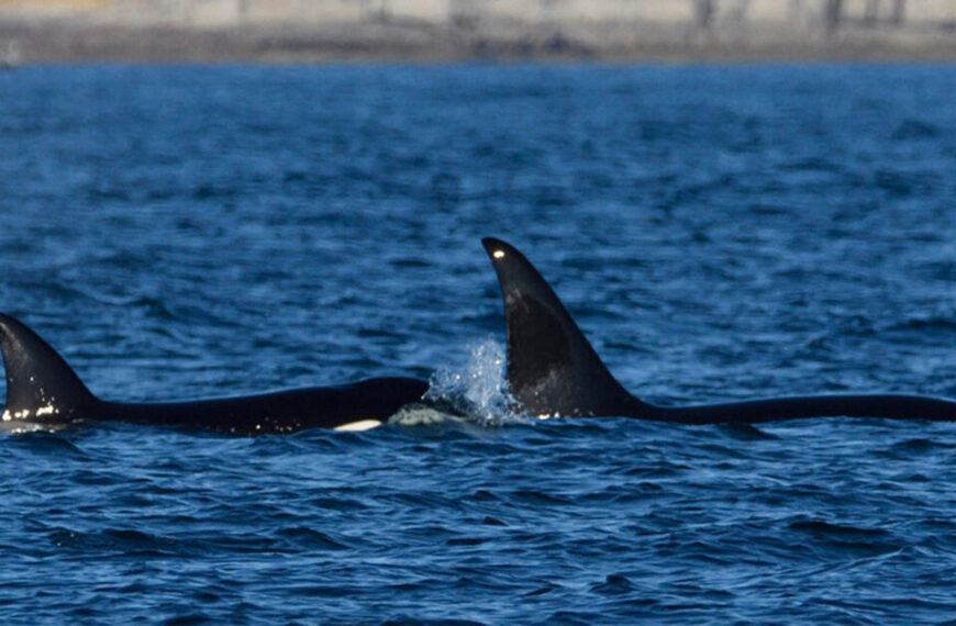 Two killer whales swimming in the ocean.