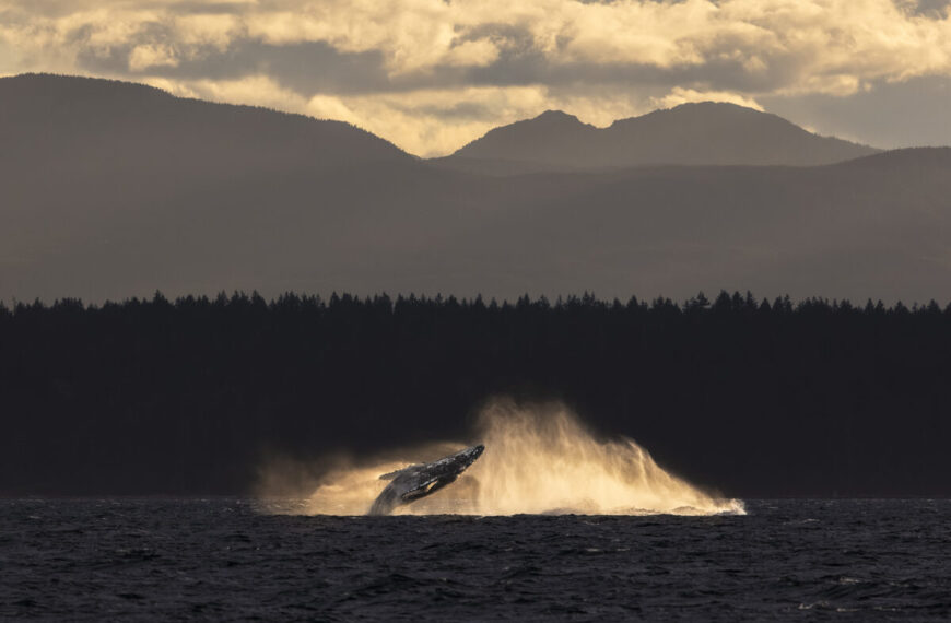 A group of photographers coming together to capture an awe-inspiring moment of a humpback whale jumping out of the water with mountains in the background.