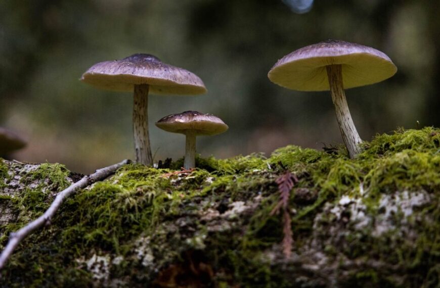Three mushrooms sit on top of a log in the Coastal Douglas-fir forests.