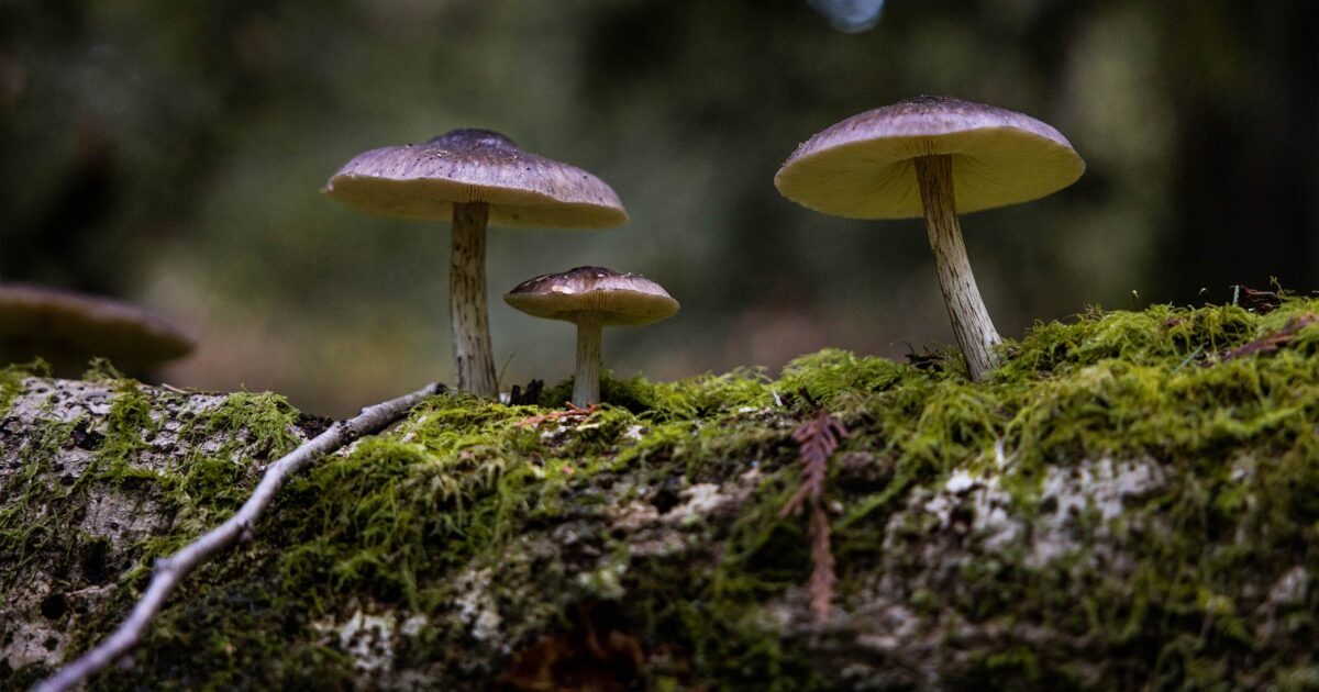 The story of Coastal Douglas-fir forests: All about fungi
