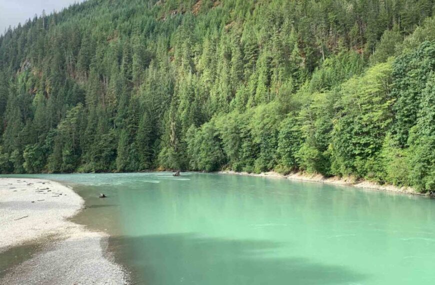 The Fraser River, a tributary, with green water in the middle of a forest.