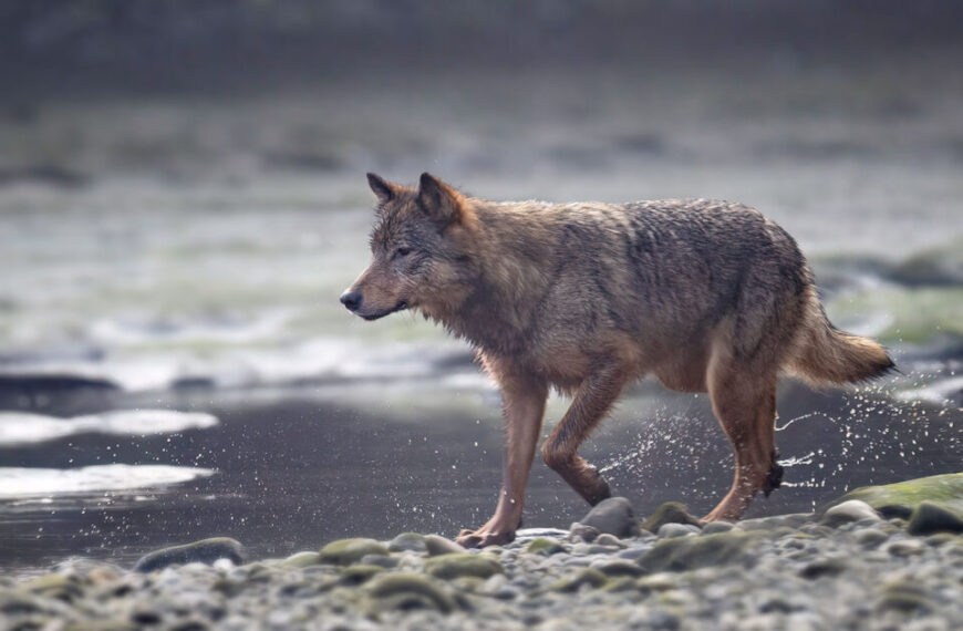 A solitary wolf protectively roams along the shore of a body of water, wary of potential encounters with bears.