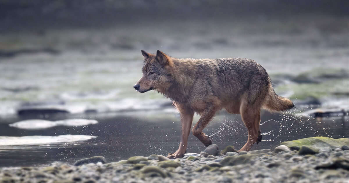 We are almost there! Help us permanently protect bears and wolves