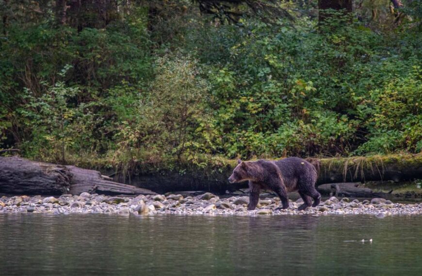 A grizzly bear walks along the shore of a river, capturing the attention of onlookers and drawing in potential donations for conservation efforts through donation matching.