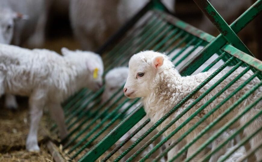 A group of white sheep with big wool in a cage.