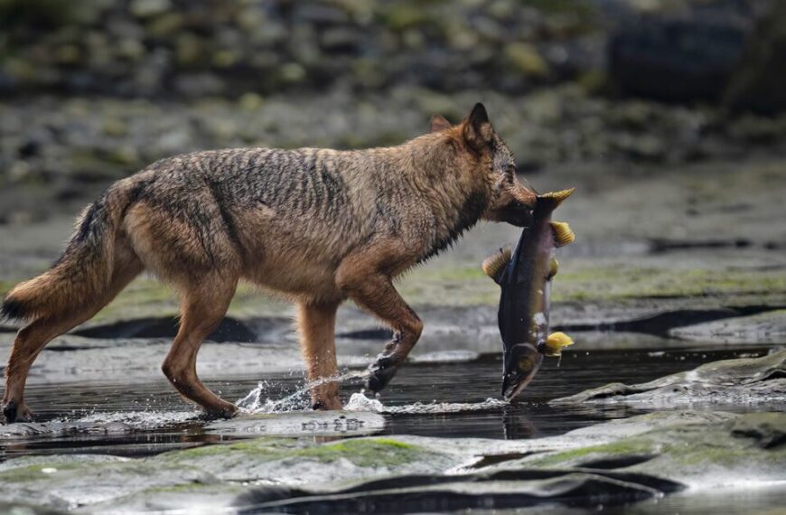 A scientific study on the ethical implications of a wolf with a fish in its mouth.