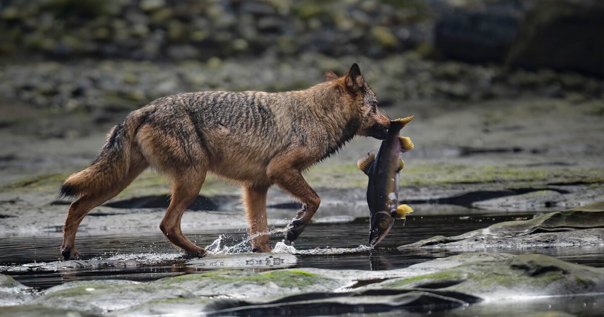 A scientific study on the ethical implications of a wolf with a fish in its mouth.