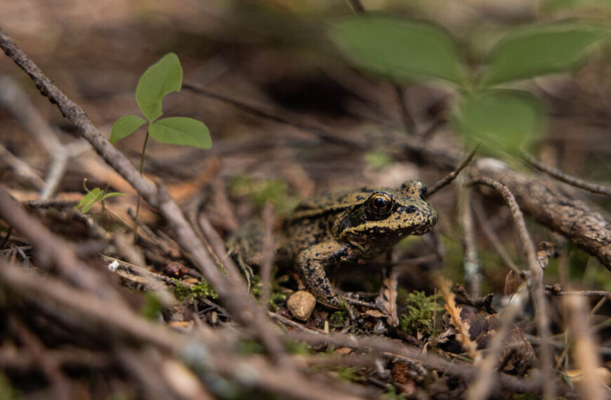 An at-risk frog is sitting in the grass.