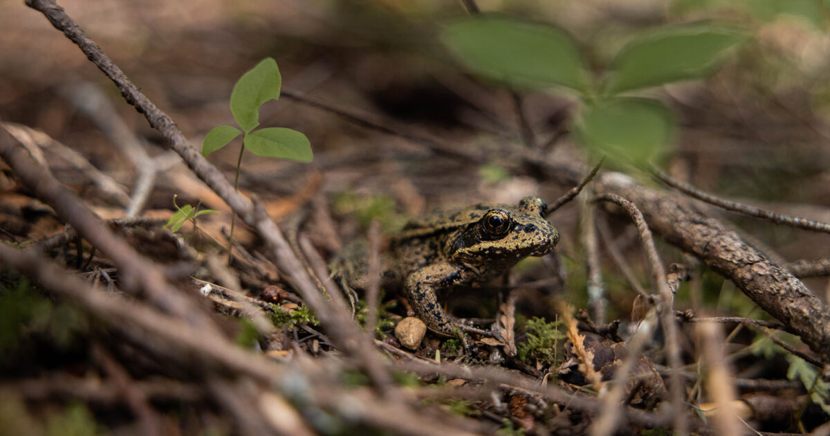 Conservation in the coast’s most at-risk forest type