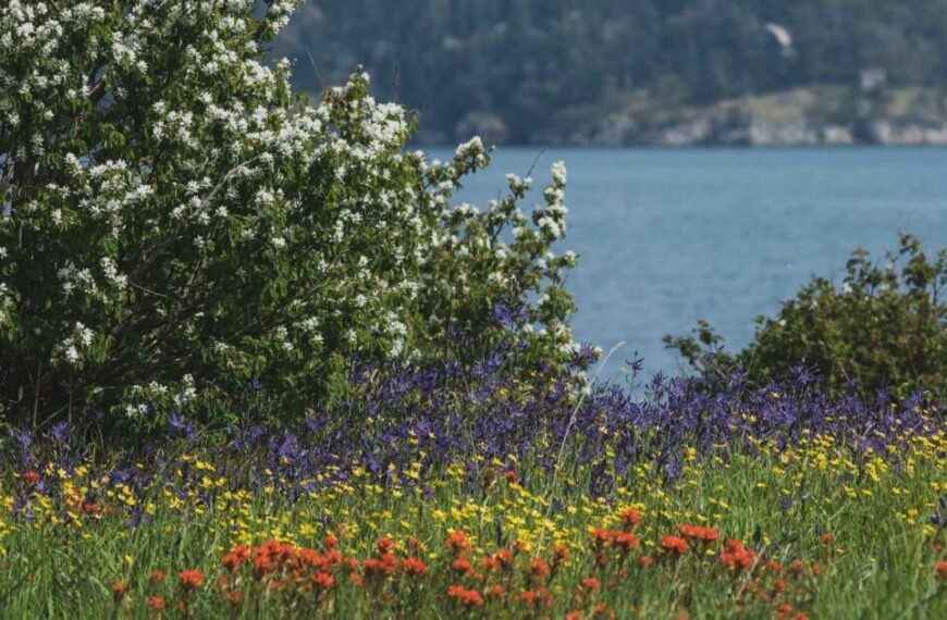 Garry oak-covered landscape with wildflowers in Camas meadows on the shore of a lake.
