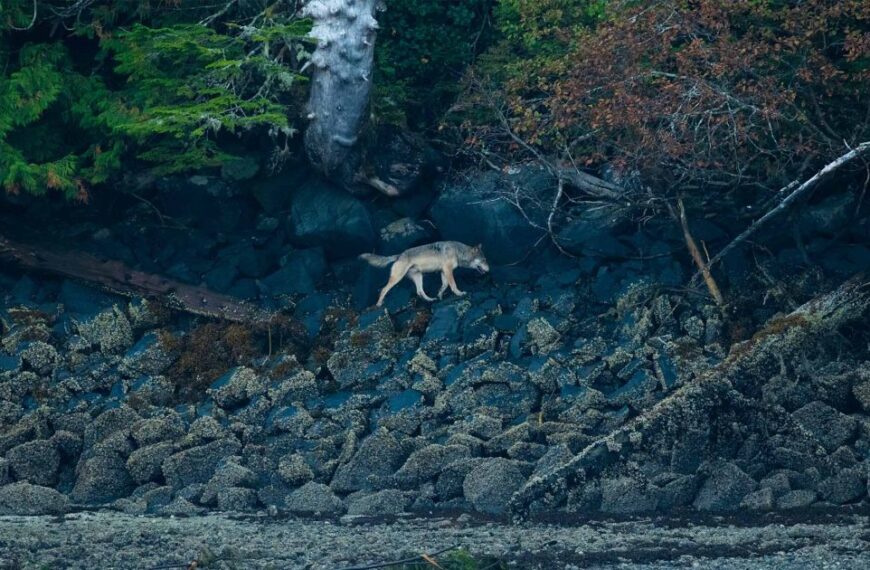 A wolf is walking along a rocky shore, taking part in the Safeguarding Coastal Carnivores campaign.