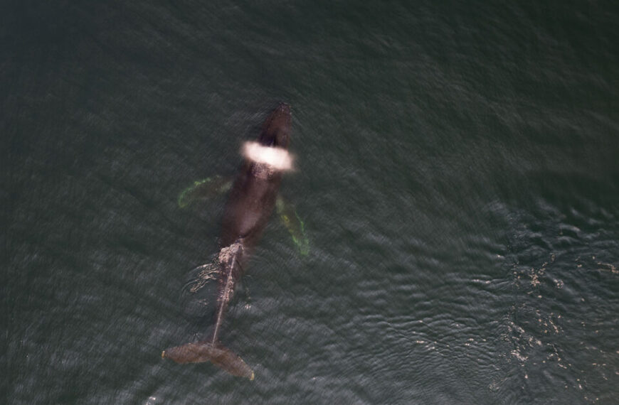 A 10-year-old orca whale gracefully swimming in the water.