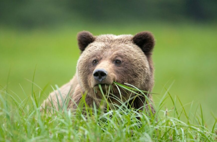 A grizzly bear is standing in tall grass, highlighting the interconnectedness of a shared future between humans and wildlife.