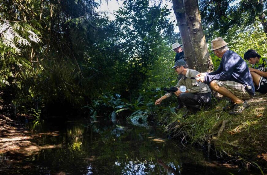 A group of people assessing water quality in a stream in the woods.