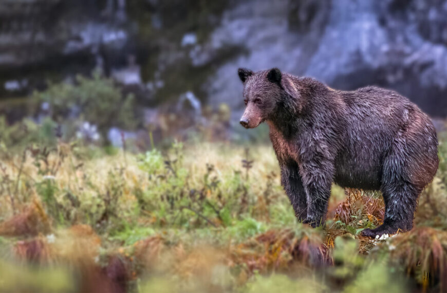 A grizzly bear is standing in front of a majestic waterfall, symbolizing the importance of supporting conservation-based economy and saving animal lives.