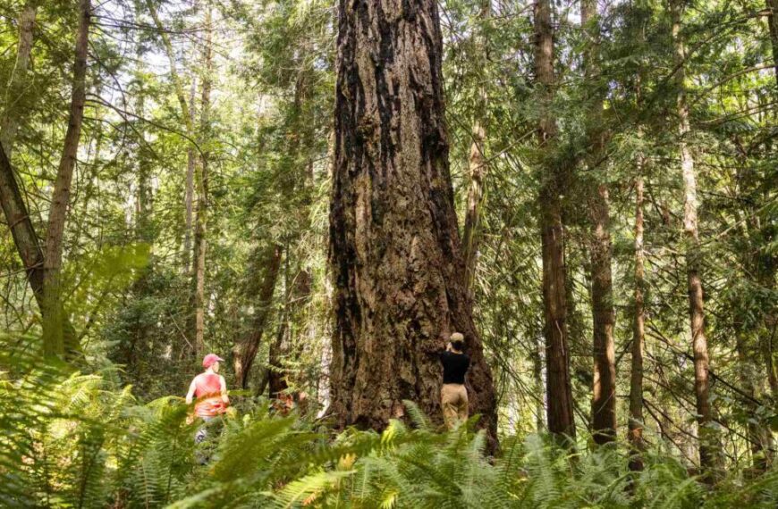 A group of people attending the annual Big Tree Summit, standing next to a giant redwood tree.