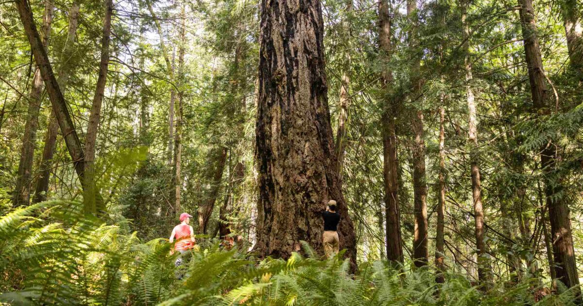 Second annual Big Tree Summit