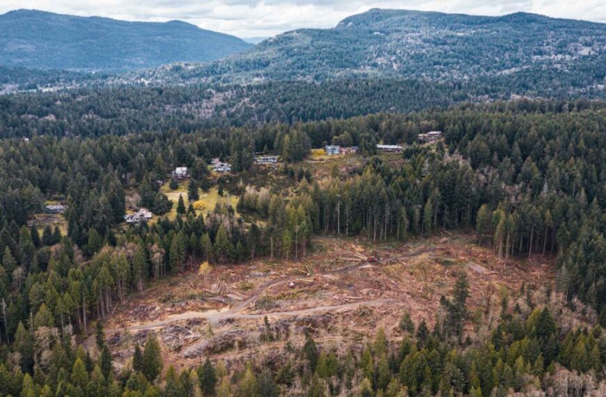 An aerial view of a Coastal Douglas-fir forest, protecting and connecting houses and trees.