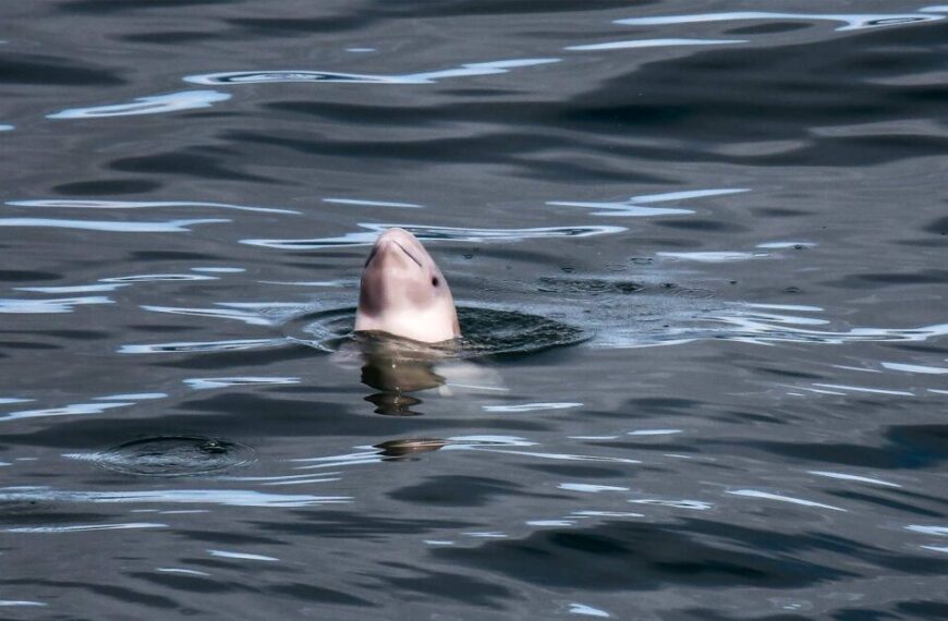 A dolphin swimming in the water, with its head up, among Canadian beluga whales.