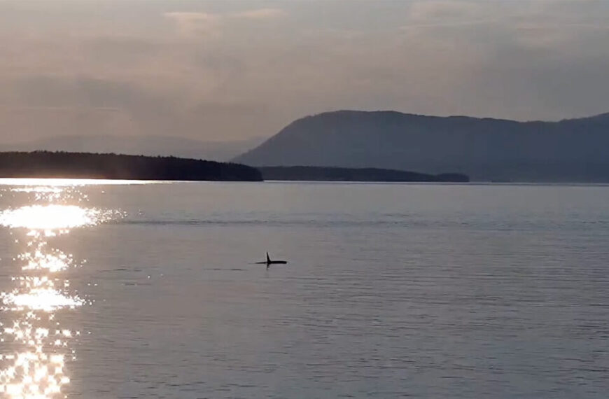 A swan is swimming in a body of water with Pender Island in the background.