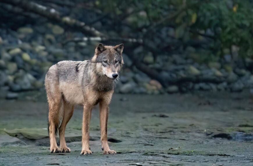 A gray wolf, representing the wildlife of the Raincoast Conservation Foundation, is standing on the shore of a body of water in the Great Bear Rainforest.