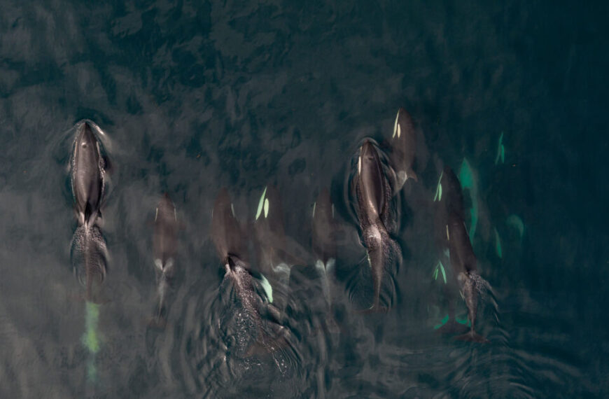 A group of orca whales swimming in the water, as depicted in published articles.