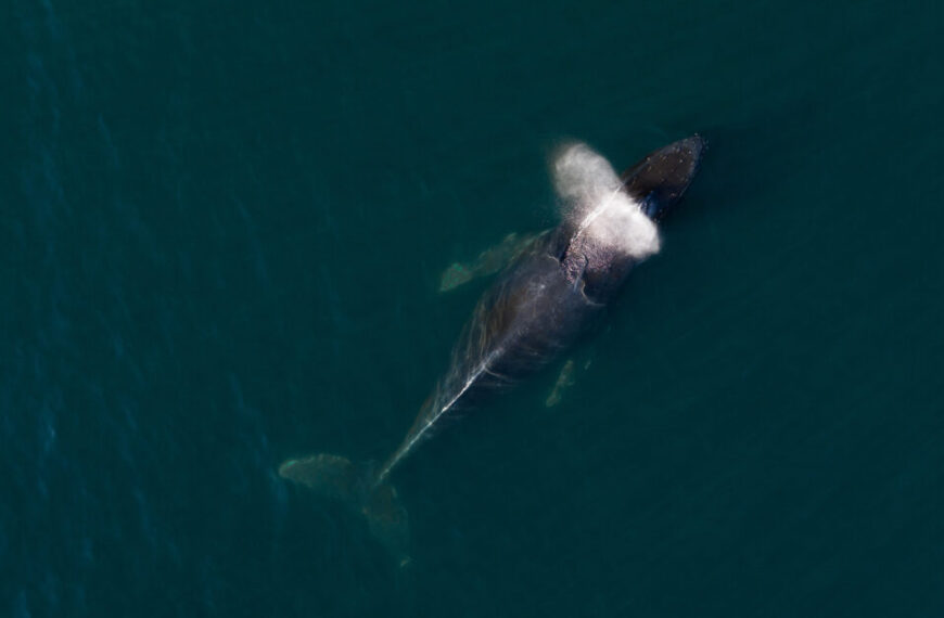An aerial view of a whale swimming in the ocean.