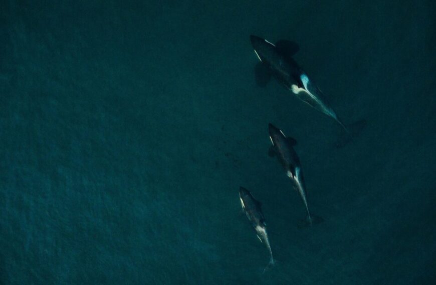 Three killer whales swimming in the ocean.