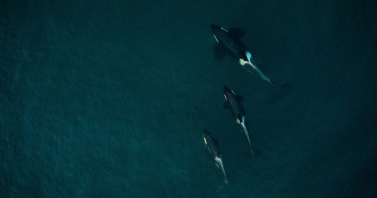 Using poop to identify individual killer whales