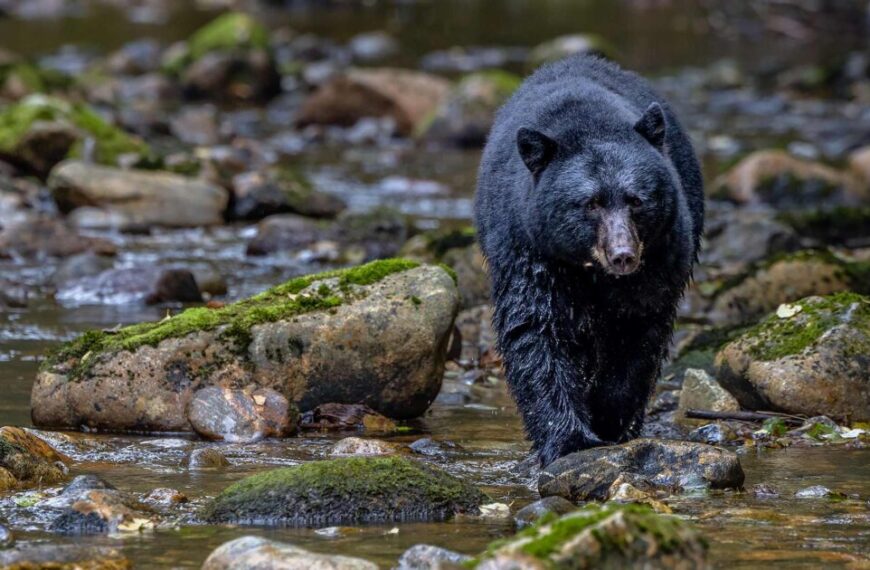 A black bear walking through a stream with rocks and moss in the Southern Great Bear Rainforest.