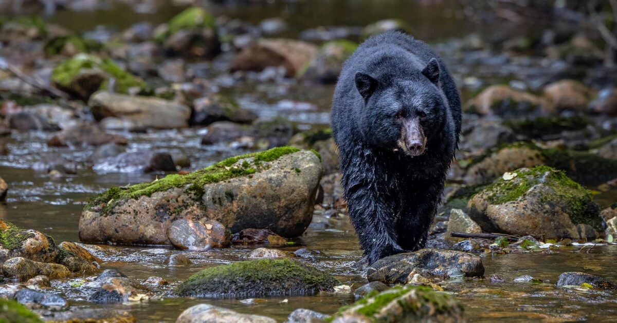 With your help we have completed the purchase of the Southern Great Bear Rainforest tenure!