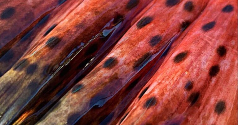 Backgrounder: The court case over the Southeast Alaskan Troll fishery on Chinook salmon